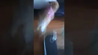 Scaring My Dog (Funny) #funny #puppy #dog #shorts #views #viral
