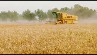 گندم کی کٹائی شروع ہو گئی
