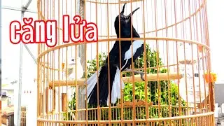 chòe than hót buổi sáng kích bổi kích mồi căng lửa,luyện chòe than hót mỗi ngày,tiếng chim chòe than