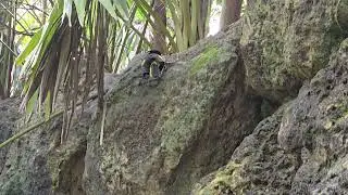 This Bird Threw A Rock At Me! #bird #birds #birdslover #freedom #travel #experience #jungle