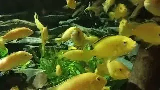 Beautiful Electric Yellow Cichlids