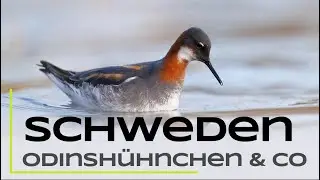 Odinshühnchen, Ohrentaucher und Co - Naturfotografie / Tierfotografie in Schweden Teil 1