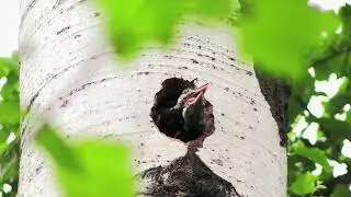 Милые птенцы.Птенцы в гнезде.