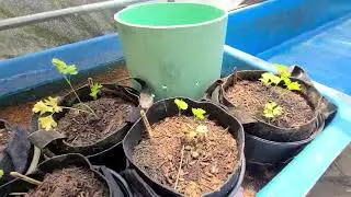 Turning my pond into an aquaponics system #aquaponics #pond