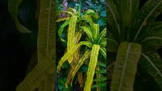 Beautiful plants in the world 