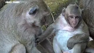 Sweet Pea Monkey Cry Loudly Cos Angry Mum, Spoil Monkey Jealous Baby Lori