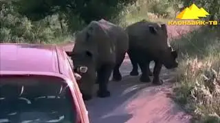 УДИВИТЕЛЬНЫЕ МОМЕНТЫ С ЖИВОТНЫМИ