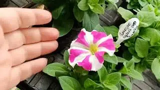 🌺Как сохранить понравившееся сорта петунии ,калибрахоа и других летников до следующего сезона?🌺