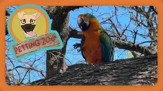 Petting Zoo: Owner Uses Doritos to Rescue Pet Parrot