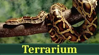 Тигровый питон (лат. Python molurus)
