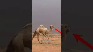 The Camel's Dangerous Moment