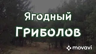 Грибной сезон 2020 г. Маслята, гигрофор поздний, рядовка тополевая, мухоморы.