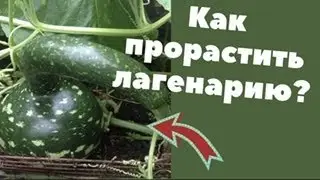 Как прорастить лагенарию? Проращивание + эксперимент!