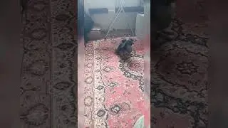 СОБАЧКА ЕДЕТ НА ДИСКОТЕКУ