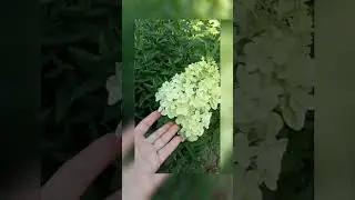 Гортензия Диамантино #гортензия #гортензии #здоровье #цветы #любовь #сад #дача #удобрения