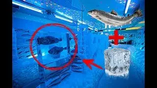 5 САМЫХ КРУТЫХ ПОСТРОЕК ИЗ ЛЬДА
