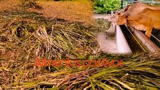 Así Cortamos y llevamos a la Molienda esta Hierba/ alimento para Ganado Vacuno 2024 || Natural Force