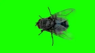 Disturbing panic real fly green screen free royalty footage