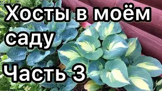 Хосты в моём саду Часть 3 Обзор