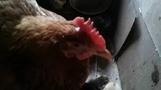Вывод цыплят под квочкой