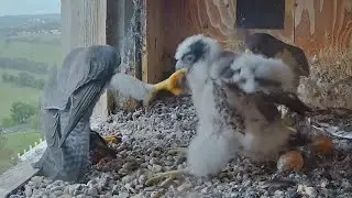 FalconCam Project | Hungry yurruga catch Xavier leg | 13.10.2021