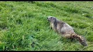 Marmottes à Cervières (Hautes-Alpes)