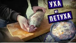 НЕОБЫЧНАЯ УХА ИЗ ПЕТУХА