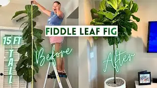 Pruning Fiddle Leaf Fig To Encourage Branching + How to Propagate | Ficus Lyrata