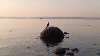 Баклан