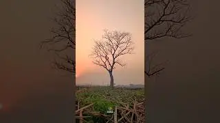 Shoot on vivo | Nature | 