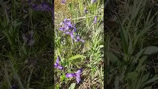 Природа-терапия. #виталийалтайский #целительство #горныйалтай