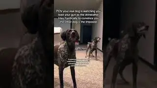Perros skinwalkers, pon mucha atención… el último da más miedo! ⚠️😰| #miedo #creepy