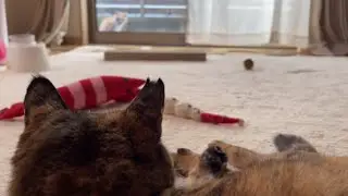 タマしゃんがサビちゃんを待ってますよ