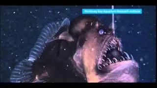 Black Sea devil
