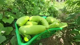 Bootle Gourd or Upo.💚