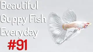 Guppy Channel - Beautiful Guppy Fish Everyday 91