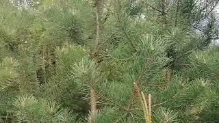 Більше не купую в Аптеках сироп від кашлю!!!