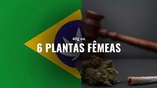 Descriminalizou o cultivo de 6 Plantas, e agora?