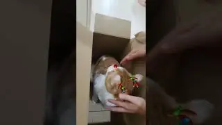 а что у нас на носу? #кот #рыжий #юмор