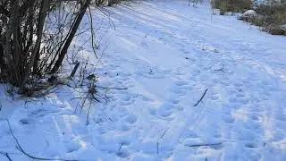 1 пруд очистка от зарослей 2020 год декабрь. До.