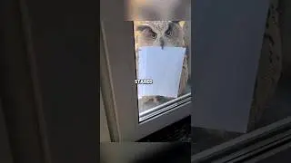 This owl brought something unexpected 😮 