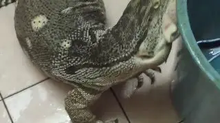 Blackthroat monitor growth