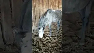 Horse stallion 732