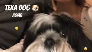 ASMR ~DOG'S triggers ft. Teka Dog🐶😴