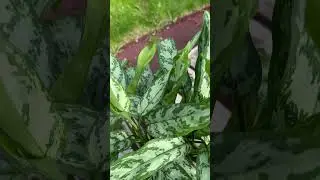 Aglaonema and other plants available on our website