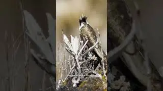 New cheep! The best images of the White-bearded Helmetcrest. Watch & subscribe 👆🏼