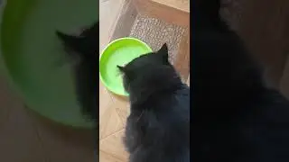 топотун Бонифаций,  танец перед едой