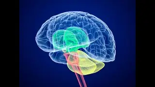 Cerebral palsy hypoxic brain injury case || Naadi Yoga is a blessing for CP children