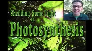 Shedding light on photosynthesis
