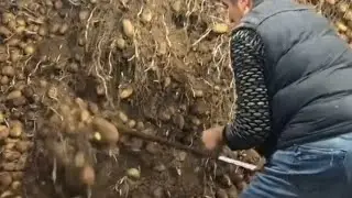 Молодой картофель из Египта/Интересный сорт картофеля #картошка